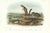 1854 Audubon Quadruped Octavo Lithograph "Plate 154 Harris Marmot Squirrel, California Meadow Mouse" For Sale