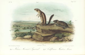 1854 Audubon Quadruped Octavo Lithograph "Plate 154 Harris Marmot Squirrel, California Meadow Mouse"