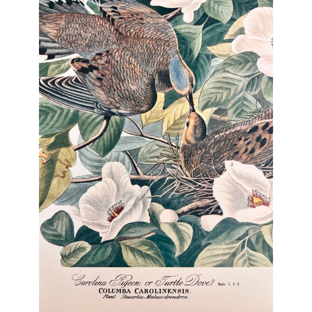 American 1964 Audubon Folio Lithograph Great Bird Paintings – “Carolina Pigeon or Turtledove” 17x14 For Sale - Image 3 of 8