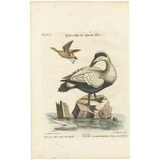 After George Edwards, Large White and Black Duck, 1770, Hand-Colored Engraving For Sale