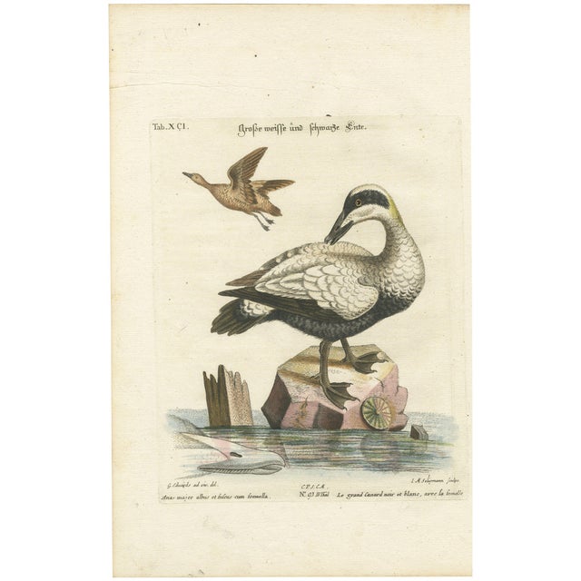 After George Edwards, Large White and Black Duck, 1770, Hand-Colored Engraving For Sale