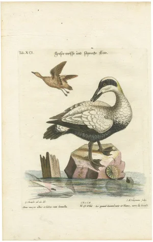 After George Edwards, Large White and Black Duck, 1770, Hand-Colored Engraving