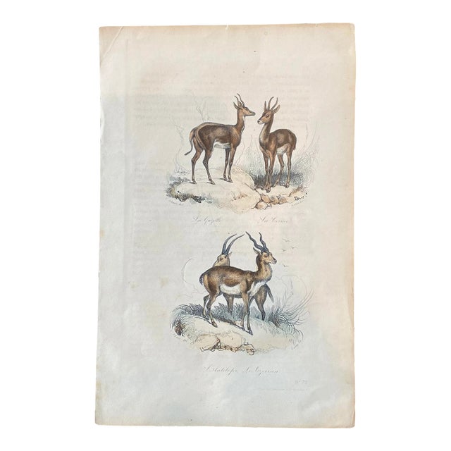 French Antique 18th Century "La Gazelle" Animal Engraving Hand Colored Signed Artwork For Sale