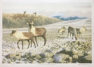 Claudio d'Angelo Caribou, Mount Jacques Cartier Lithograph on Paper