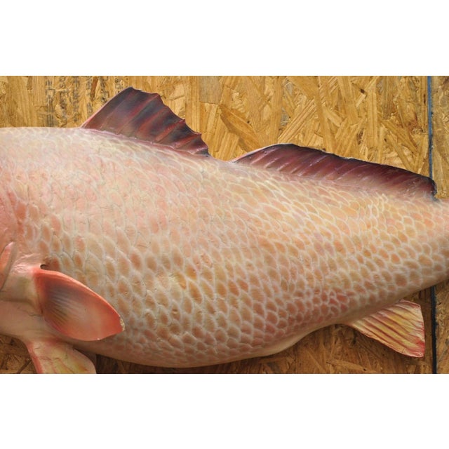 Vintage Large Red Drum Full Wall Mount Taxidermy Redfish Fish Replica For Sale - Image 4 of 12