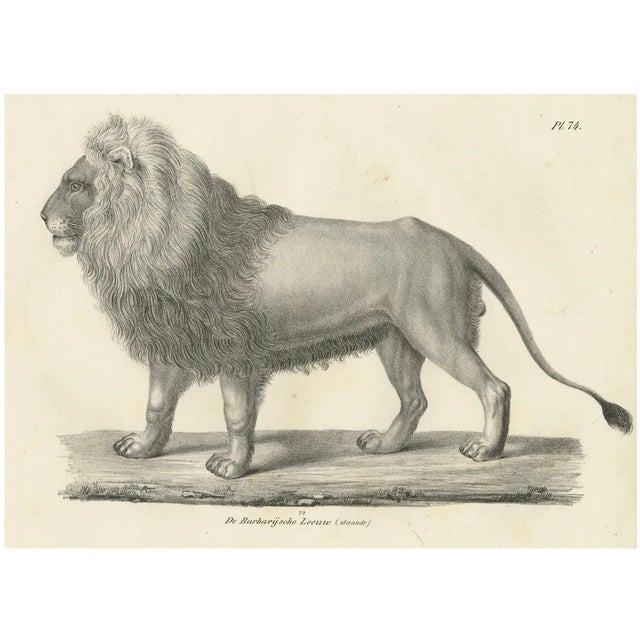 Majestic Barbary Lion Standing in Profile, 1836, Lithograph For Sale