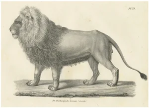 Majestic Barbary Lion Standing in Profile, 1836, Lithograph