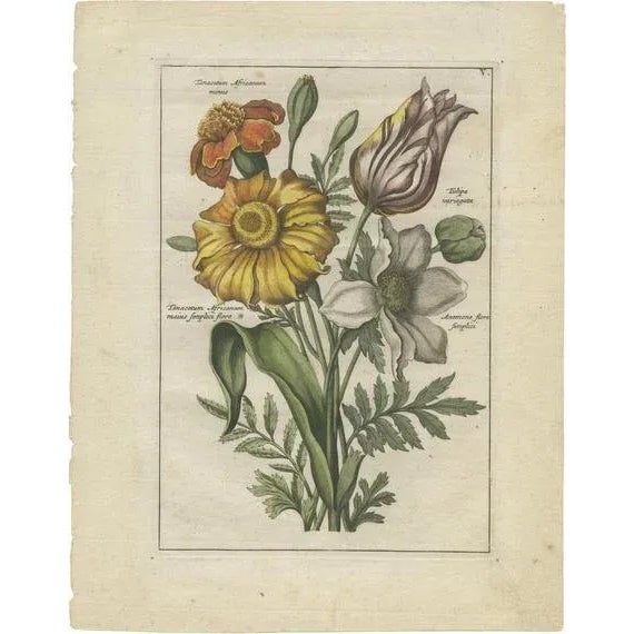 Elwe, Bouquet with Feverfew, 1794, Paper For Sale - Image 6 of 6