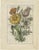 Elwe, Bouquet with Feverfew, 1794, Paper For Sale - Image 6 of 6