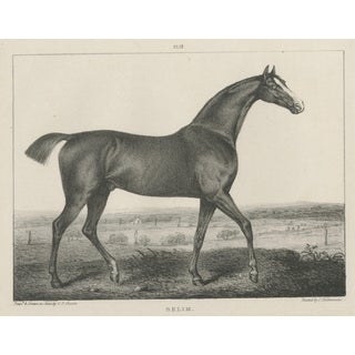 After Chalon, Thoroughbred Stallion Selim, Arabian Bloodlines, 1840, Lithograph For Sale