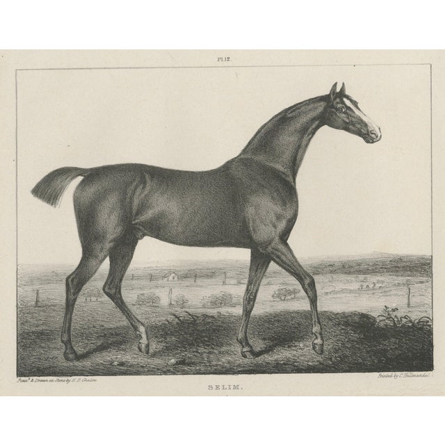 After Chalon, Thoroughbred Stallion Selim, Arabian Bloodlines, 1840, Lithograph For Sale