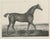 After Chalon, Thoroughbred Stallion Selim, Arabian Bloodlines, 1840, Lithograph For Sale