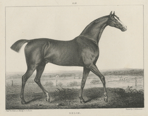 After Chalon, Thoroughbred Stallion Selim, Arabian Bloodlines, 1840, Lithograph