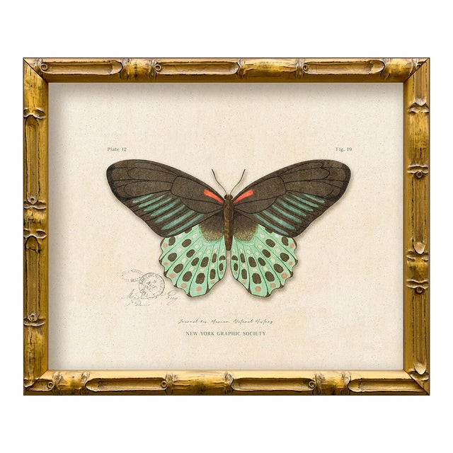 Reproduction Vintage "Garden Friends" Art Print (14), Framed Butterfly For Sale