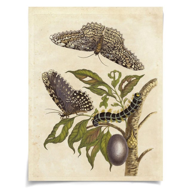 Contemporary Merian Butterfly 8, Unframed Artwork For Sale - Image 3 of 3