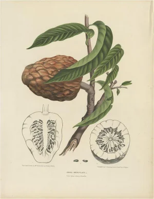 Annona Reticulata Custard Apple, 1864, Paper