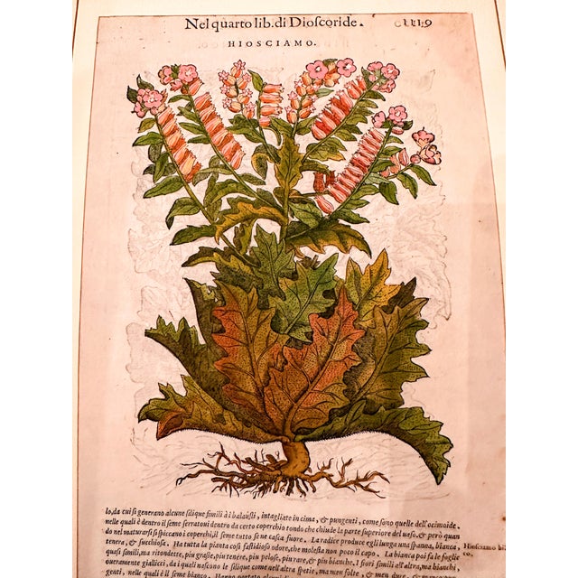 Original Mattioli Pietro Andrea Antique Italian Woodcut of Hiosciamo For Sale In Denver - Image 6 of 8