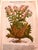 Original Mattioli Pietro Andrea Antique Italian Woodcut of Hiosciamo For Sale In Denver - Image 6 of 8