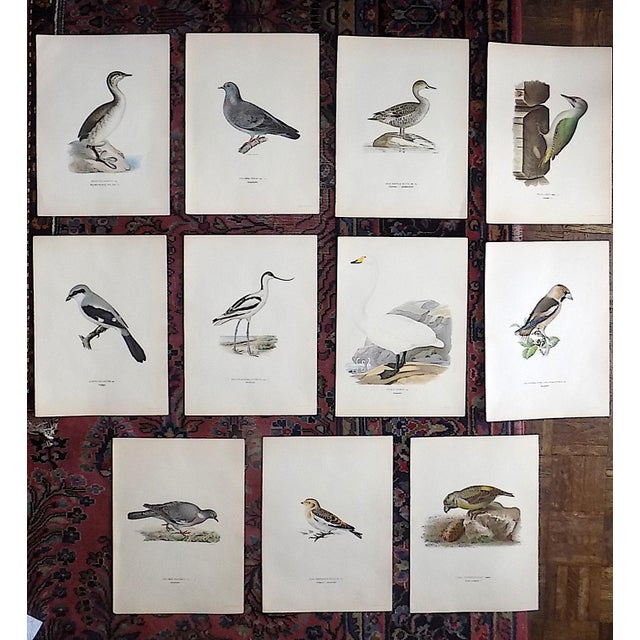 Dove Gray Antique 19th C. Large Folio Bird Lithographs - Set of 11 For Sale - Image 8 of 8