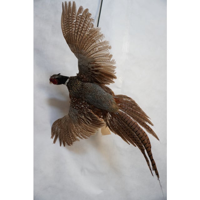 Taxidermy Flying Pheasant For Sale - Image 13 of 15