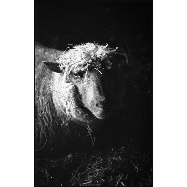 Not Yet Made - Made To Order Paul Cooklin, Ewe in Barn, Suffolk, Edition of 50 For Sale - Image 5 of 5