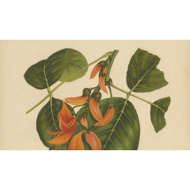 Berthe Hoola van Nooten, Flame of the Forest, 1880, Chromolithograph For Sale - Image 4 of 9