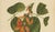 Berthe Hoola van Nooten, Flame of the Forest, 1880, Chromolithograph For Sale - Image 4 of 9