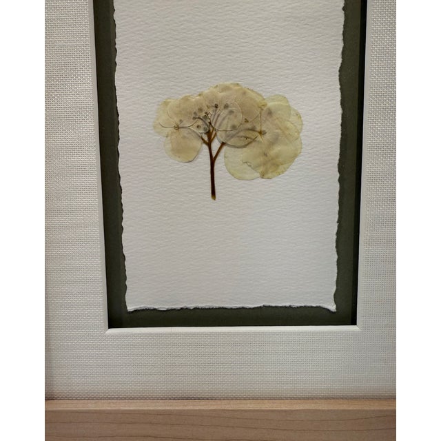Framed Pair of Pressed Hydrangea Blossoms For Sale - Image 11 of 13