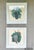 Purple Antique Framed Botanical Grape Prints – Set of 2 – Green & Purple Grapes – Behind Glass For Sale - Image 8 of 9