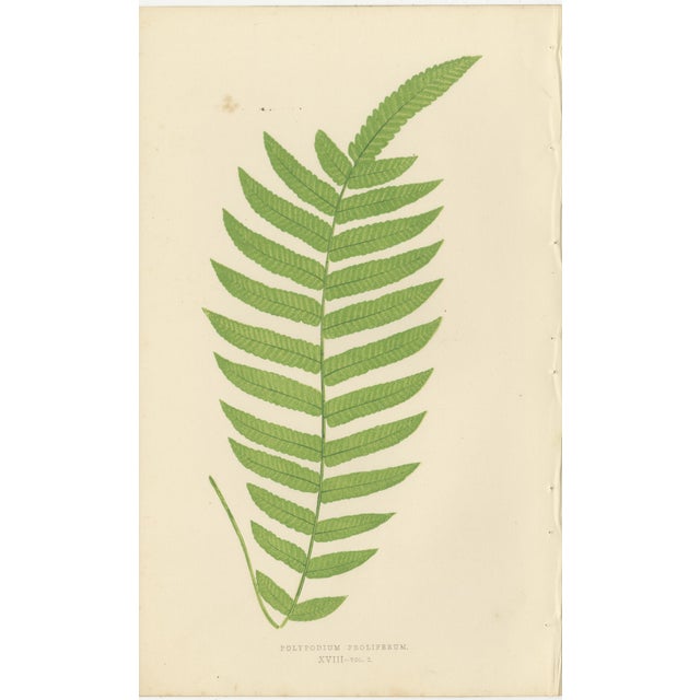 Black E.J. Lowe, Tropical Fern Lithograph Collection, 1856, Paper, Set of 6 For Sale - Image 8 of 10