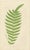Black E.J. Lowe, Tropical Fern Lithograph Collection, 1856, Paper, Set of 6 For Sale - Image 8 of 10