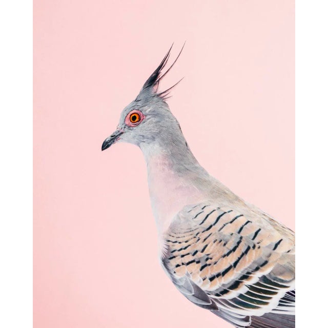 Contemporary Limited Edition Crested Pigeon Print (32x40") by Brendan Burden For Sale