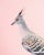 Contemporary Limited Edition Crested Pigeon Print (32x40") by Brendan Burden For Sale