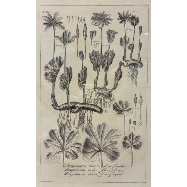 An elegant botanical print depicting several varieties of *Sanguinaria*, commonly known as bloodroot, presented in the...