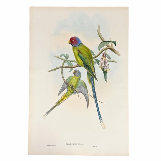 19th Century Antique 19th-Century Hand-Colored Blossom-Headed Parakeet | Original John Gould Lithograph For Sale - Image 5 of 8