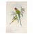 19th Century Antique 19th-Century Hand-Colored Blossom-Headed Parakeet | Original John Gould Lithograph For Sale - Image 5 of 8