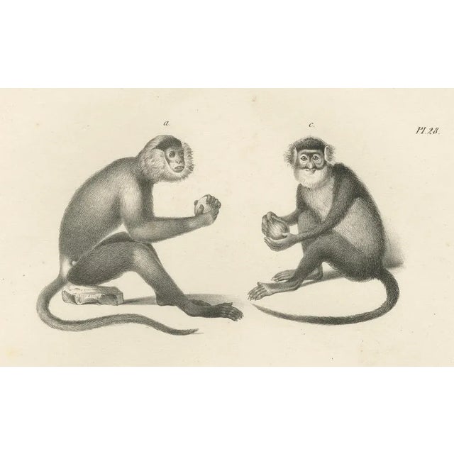 Mid 19th Century Spring Monkeys and Other Species, 1836, Lithographs, Set of 2 For Sale - Image 5 of 8