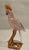 This retired Swarovski crystal Paradise bird is the Cockatoo. Made from kakadu red crystal (which is more of a dark pink...