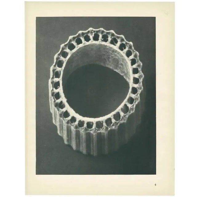 1920s 1928 Winter Horsetail by Karl Blossfeldt, Original Period Photogravure N4 For Sale - Image 5 of 6