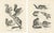After Schinz, Squirrels & Flying Squirrels, 19th Century, Lithographs, Set of 2 For Sale - Image 9 of 9