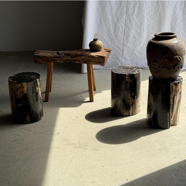 Side table in black petrified wood with beige striations and a fine grain pattern, H35 D24. Petrified wood is a fossilized...
