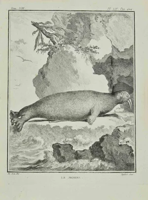 Antoine Defehrt, Le Morse, Etching, 1771
