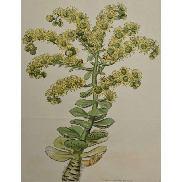 This early 19th century hand-colored double fold-out botanical engraving is entitled "Sempervivum Smithii" (Hispid-Stemmed...