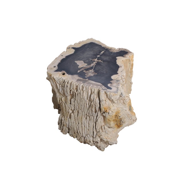 Beige Big Petrified Wood Side Table by Xyleia Petrified Wood For Sale - Image 8 of 8