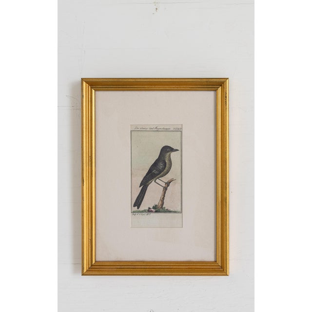 Sculpture Materials 19th Century Set of Framed Avian / Bird Engravings For Sale - Image 7 of 11