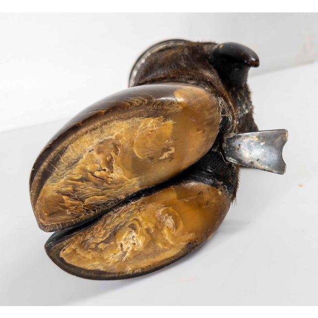 Metal 19th Century Victorian Taxidermy Moose Hoof Knuckle Box or Ashtray For Sale - Image 7 of 10