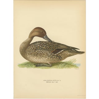 Vintage Pintail Duck Lithograph of Northern Pintail Anas Acuta, Sweden, 1929 For Sale
