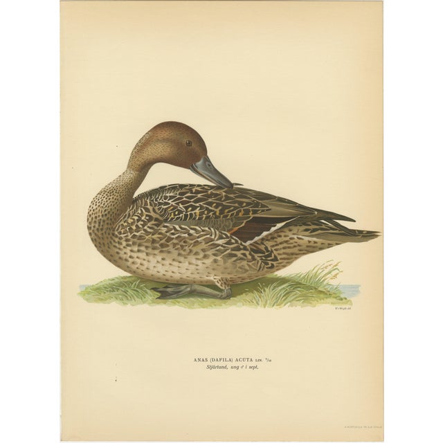 Vintage Pintail Duck Lithograph of Northern Pintail Anas Acuta, Sweden, 1929 For Sale