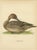 Vintage Pintail Duck Lithograph of Northern Pintail Anas Acuta, Sweden, 1929 For Sale