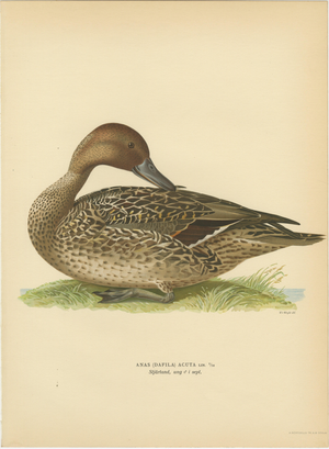 Vintage Pintail Duck Lithograph of Northern Pintail Anas Acuta, Sweden, 1929